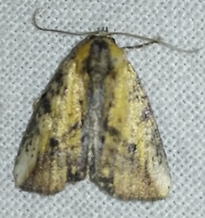 Lepidoptera