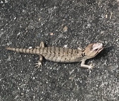 Cyclodomorphus gerrardii