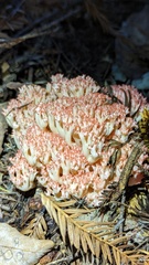 Ramaria botrytis