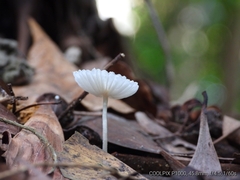 Leucocoprinus fragilissimus