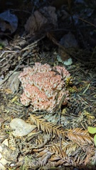 Ramaria botrytis