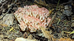 Ramaria botrytis