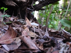 Leucocoprinus fragilissimus