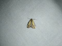 Lepidoptera