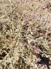 Aloysia