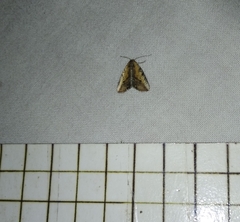 Lepidoptera