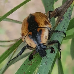 Chondropyga dorsalis