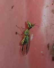 Spaminta minjerribae