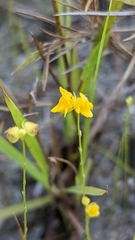 Utricularia simulans