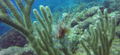 Ralpharia gorgoniae