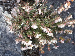 Epacris