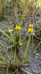 Utricularia simulans