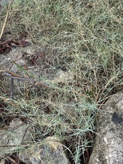 Muhlenbergia utilis