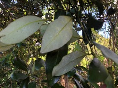 Diospyros australis