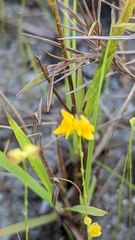 Utricularia simulans