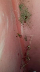 Spaminta minjerribae