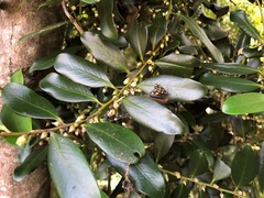 Diospyros australis