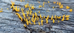 Calocera