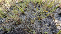 Utricularia simulans