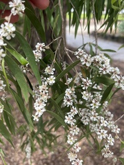 Agonis flexuosa