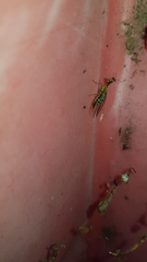 Spaminta minjerribae