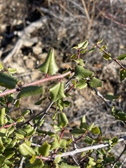 Rhamnus ilicifolia