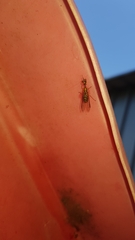 Spaminta minjerribae