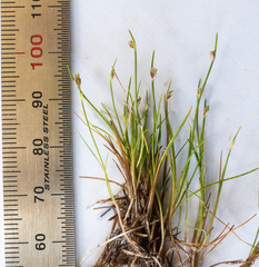 Isolepis