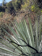 Hesperoyucca whipplei
