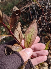 Solidago latissimifolia