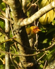 Hemithraupis ruficapilla