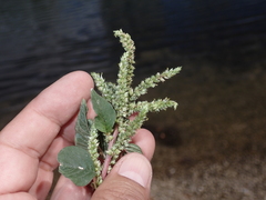 Amaranthus hybridus
