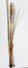 Machaerina tetragona