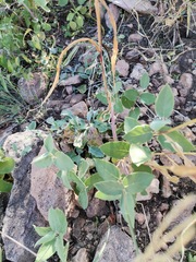 Mandevilla macrosiphon