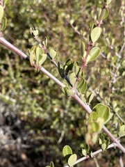 Ceanothus cuneatus