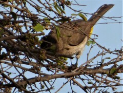 Pycnonotus barbatus layardi