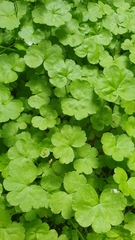 Hydrocotyle heteromeria