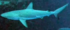 Carcharhinus perezii