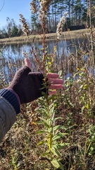 Solidago latissimifolia