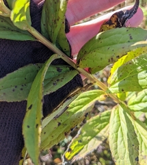 Solidago latissimifolia
