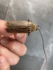 Prionoplus reticularis