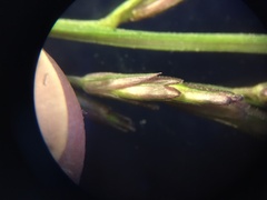 Leptochloa dubia
