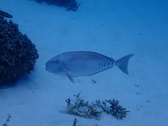 Prionurus microlepidotus