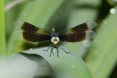 Erythrodiplax attenuata