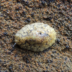 Onchidella nigricans