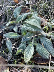 Phacelia imbricata