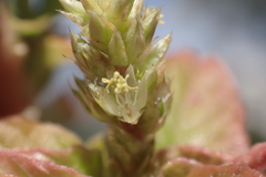 Amaranthus hybridus