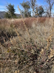 Penstemon centranthifolius