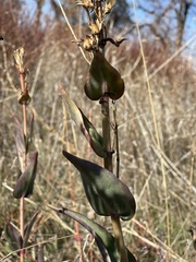 Penstemon centranthifolius