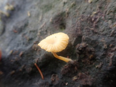 Lichenomphalia